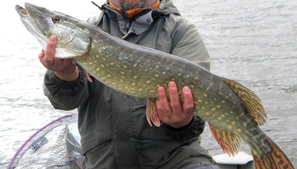 ouverture du brochet