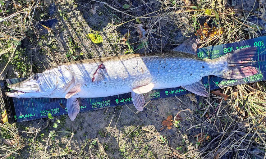 brochet 88cm