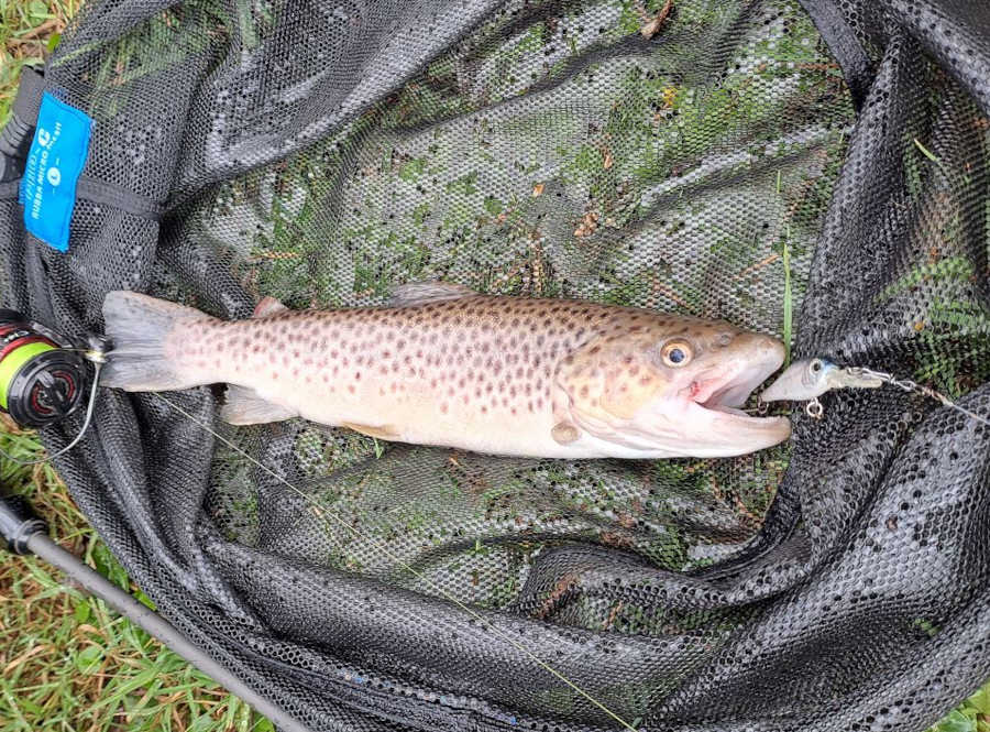 poisson nageur